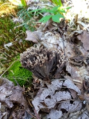 Thelephora anthocephala