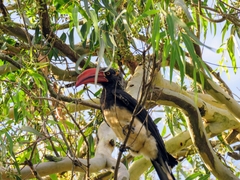Lophoceros alboterminatus