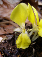 Goeppertia sciuroides