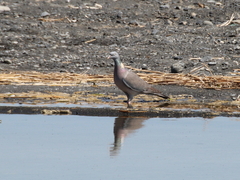 Columba palumbus casiotis