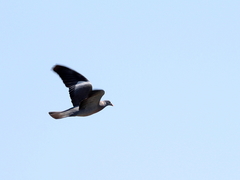 Columba palumbus casiotis