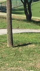 Charadrius vociferus