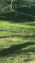 Charadrius vociferus