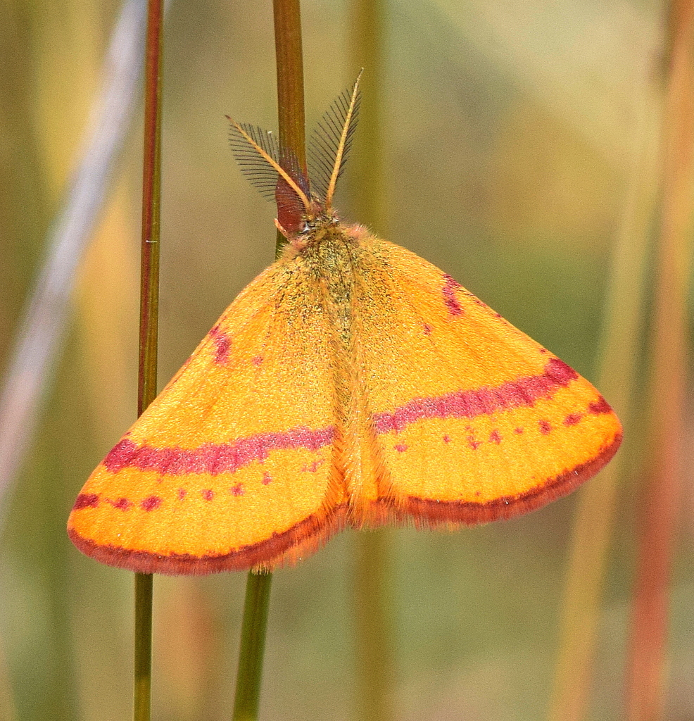 Lythria cruentaria sanguinaria