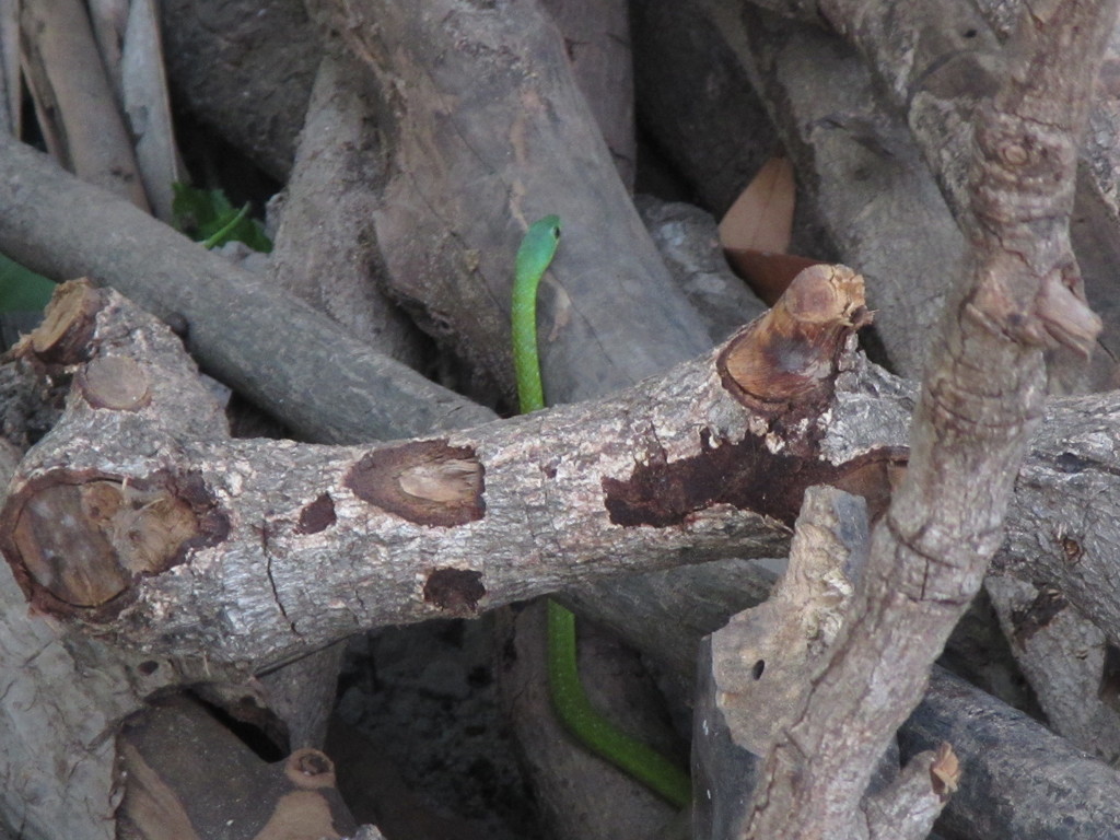 Northern Green Bush Snake