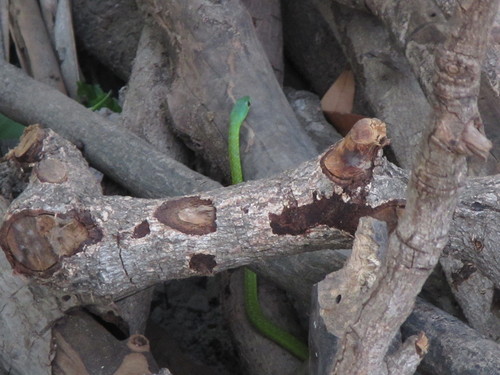 Common Bush Snake