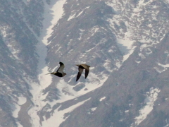 Pterocles orientalis