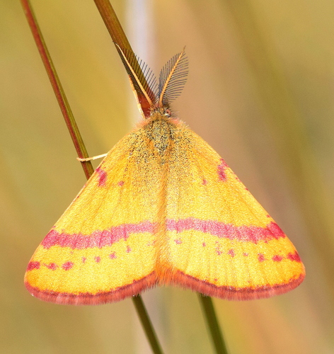 Lythria sanguinaria