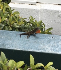 Anolis sagrei