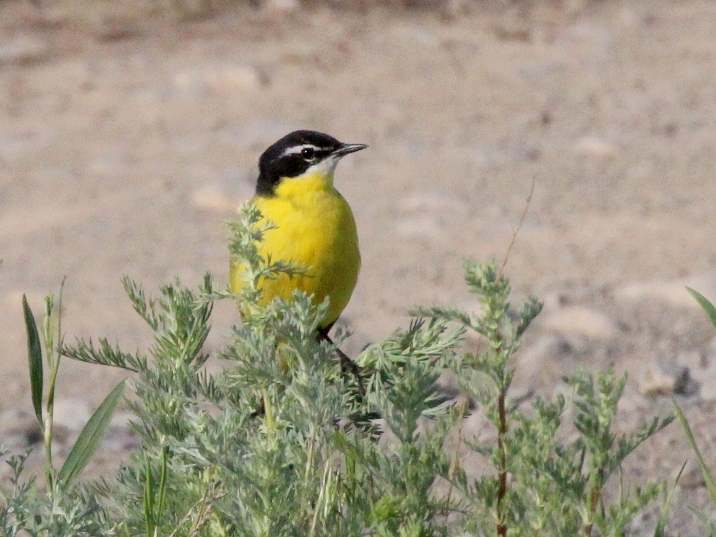 Syke's Wagtail