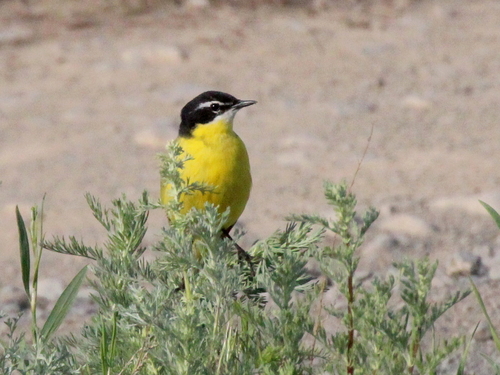 Syke's Wagtail