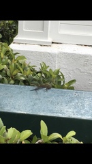 Anolis sagrei