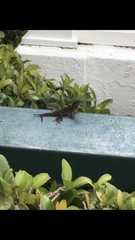 Anolis sagrei