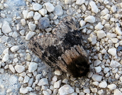 Ocneria atlantica