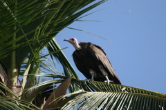 Necrosyrtes monachus