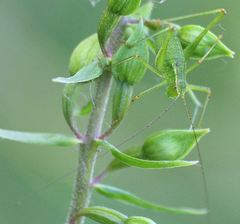 Leptophyes punctatissima