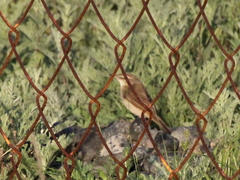 Acrocephalus agricola