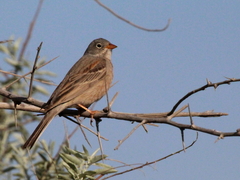 Emberiza buchanani