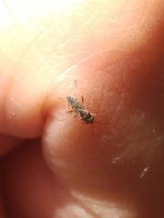 Nysius raphanus