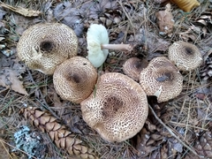 Lepiota cortinarius
