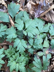 Anemonoides apennina