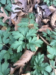 Anemonoides apennina