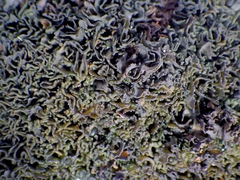 Lathagrium cristatum