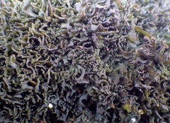 Lathagrium cristatum