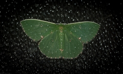 Prasinocyma iosticta