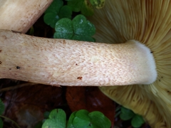 Tricholomopsis rutilans image