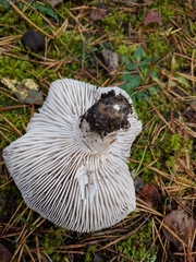 Tricholoma terreum image