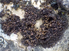 Scytinium schraderi