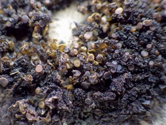 Scytinium schraderi