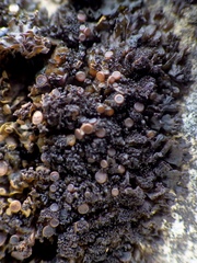 Scytinium schraderi