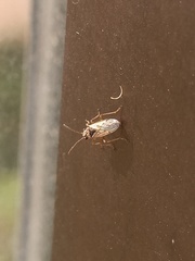 Nysius raphanus