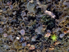 Lathagrium cristatum