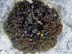 Lathagrium cristatum