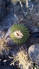 Echinocactus