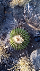Echinocactus