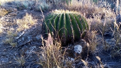 Echinocactus