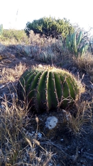 Echinocactus