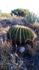 Echinocactus