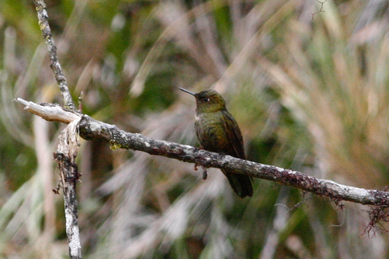 Fire-throated Metaltail illustration