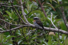 Ochthoeca rufipectoralis