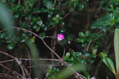 Heliangelus amethysticollis