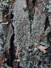Lecanora argentata