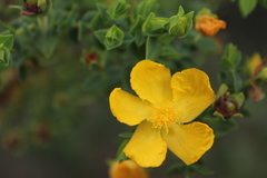 Hypericum goyanesii