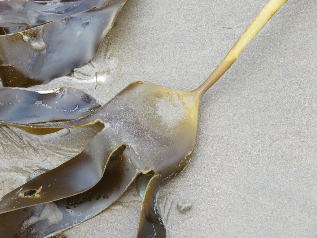Photo of Oarweed (Laminaria digitata)