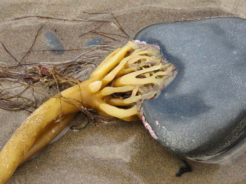 Photo of Oarweed (Laminaria digitata)
