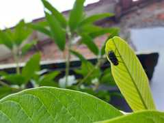 Chrysomya megacephala